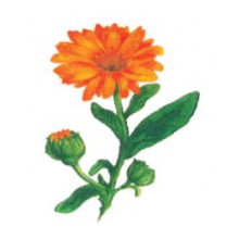 Vasi Calendula Gyógyszertár Bt.